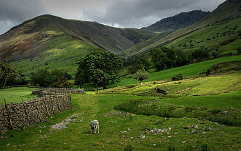 Nature, Mountains, Greens, Fence, Pasture, Pony, Spaciousness, Scope HD wallpaper