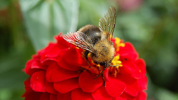 Flower, Macro, Bee, Pollination HD wallpaper