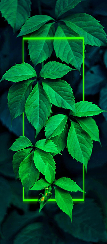 Nature, plant stem, tints and shades HD phone wallpaper