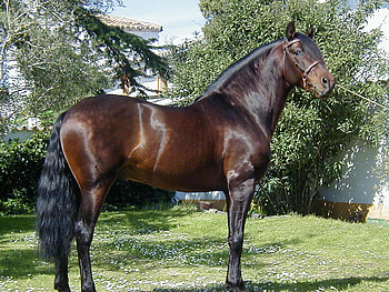 SULTAN , spanish, andalusian, bay, horses HD wallpaper
