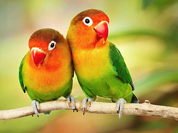 Lovebirds, Parrots HD wallpaper