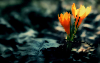 Flowers, Leaves, Darkness, Crocus HD wallpaper