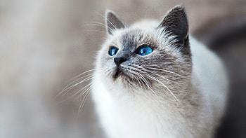 Siamese Cat, Cat , Cat backgrounds HD wallpaper