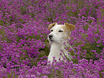 Animals, Dogs, Flowers HD wallpaper