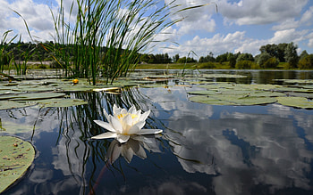 Nature, Clouds, Lake, Reflection, Flower, Lily, Water Lily, Mirror HD wallpaper