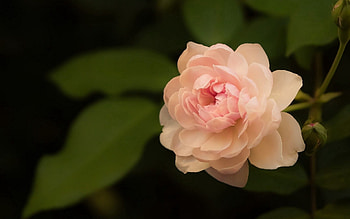 Leaves, Macro, Rose Flower, Rose, Petals HD wallpaper