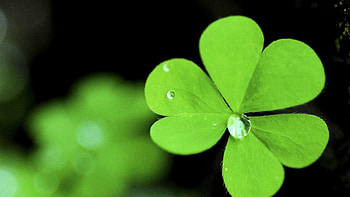 background, Shamrock illustration, Irish symbol, Holiday theme HD wallpaper