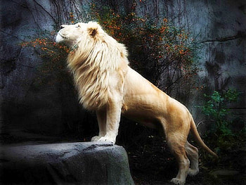 White_lion, cool, white-lion HD wallpaper
