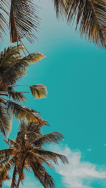Palm tree , Beach vibes, Tropical escape, Relaxing getaway HD phone wallpaper