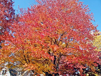 A Beautiful Autumn View, beautiful fall, beautiful autumn day, purple tree, beautiful fall scenery, fall bridge, red trees, purple autumn, fall day, autumn foliage, orange tree, fall leaves, autumn colors, fall forest, fall colors, fall land, beautiful autumn, autumn day, purple fall, new england fall colors, autumn forest, pink autumn, fall road, pink fall, autumn landscape, autumn scenery, fall foliage, autumn bridge, autumn, beautiful fall day, autumn lake, fall, fall scenery, beautiful autumn scenery, autumn leaves, fall lake, new england, fall trees, autumn trees HD wallpaper
