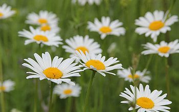 Flowers, Camomile, Blur, Smooth, Greens, Polyana, Glade HD wallpaper