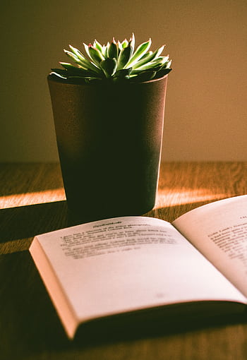 A sunlit scene highlighting a succulent plant and an open book on a wooden table. HD phone wallpaper