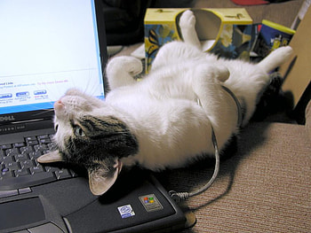 for my on line friend aussiegoddes, art , table, resting, laptop, cat, funny, nice HD wallpaper