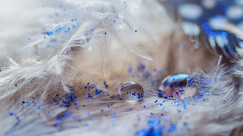 Drops, Feather, Macro, Tinsel, Decoration, Sequins HD wallpaper