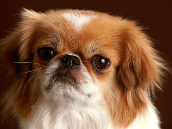 Puppy, dogs, animals HD wallpaper