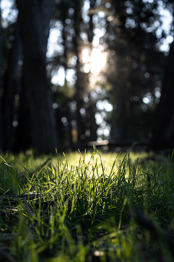 Nature, Grass, Macro, Park HD phone wallpaper