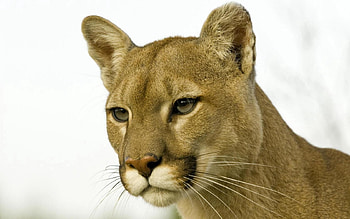 Animals, Puma, Muzzle, Eyes, Predator HD wallpaper