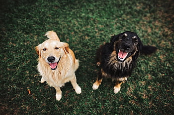 Two happy dogs looking up, smiling, sitting on a green grass field in an outdoor setting. HD wallpaper