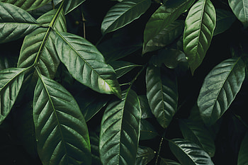 Nature, Leaves, Plant, Branch, Glossy, Dark Green HD wallpaper