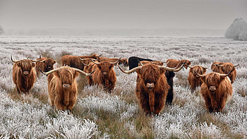 Cattle, Countryside charm, Rural tranquility, Livestock legacy HD wallpaper