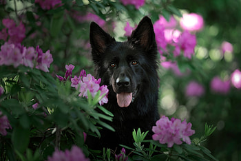Germen shepherd, dog, german shepherd HD wallpaper