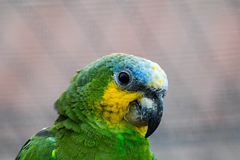 Parrot, colorful, bird, muzzle HD wallpaper