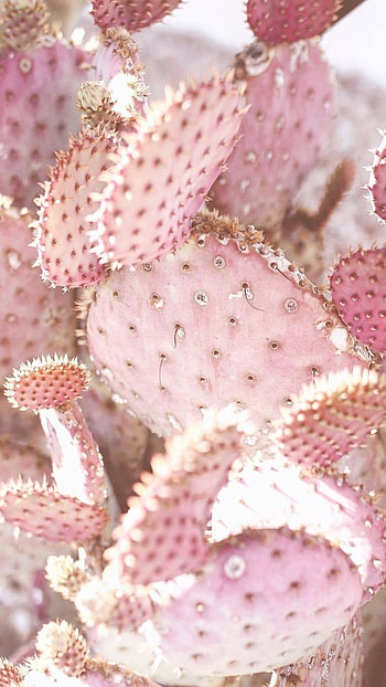 Pink Aesthetic, Cactus Background HD phone wallpaper