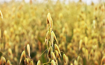 Grass, Macro, Light, Field, Light Coloured, Ears, Spikes HD wallpaper
