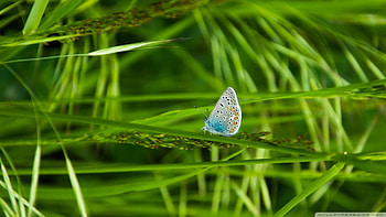 Butterfly, Insect, Flutterby, Butterfly fossils date to 56 million years ago, Lepidoptera, Butterfly fossils date to HD wallpaper