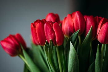 Close-up of vibrant red tulips in full bloom, showcasing their vivid colors and natural beauty. HD wallpaper