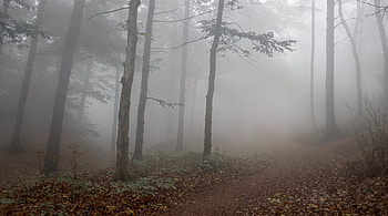 Misty Forest Trail —, Fog HD wallpaper