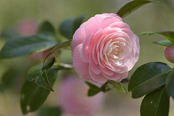 Pink Camellia, Camellia, Leaves, Macro, Ponk HD wallpaper