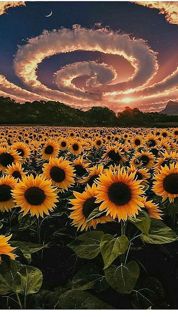 Sunflower, Adorable Yellow Flower HD phone wallpaper