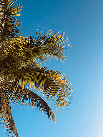 Nature, Wood, Tree, Palm, Branches HD phone wallpaper