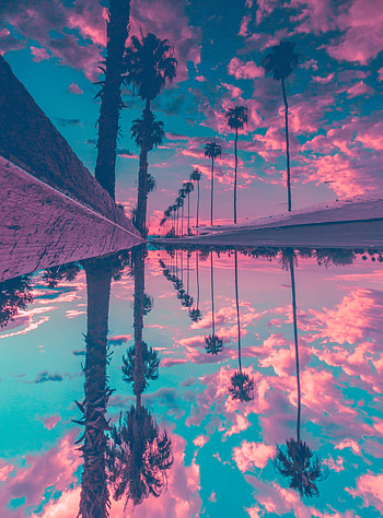 Palm Trees Reflection Sky, trees, palm, nature, reflection, sky HD phone wallpaper