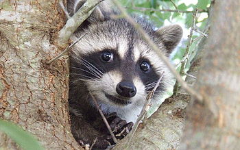 Pet raccoon, Adorable companion, Cute critter, Playful antics HD wallpaper