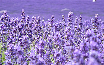 Purple flower , High definition HD wallpaper