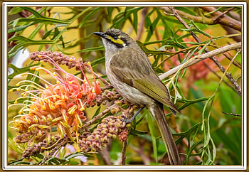 YELLOW-FACED HONEYEATER, NATURE, , ANIMAL, BIRD HD wallpaper