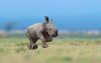 Baby, Rhino HD wallpaper