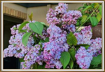 STUNNING LILACS, NATURE, LILACS, STUNNING HD wallpaper