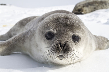 Cute seal portrait, Playful marine mammal, Oceanic wildlife, Coastal creature HD wallpaper
