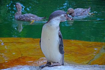 Animals, Water, Bird, Young, Joey, Penguin, Zoo HD wallpaper