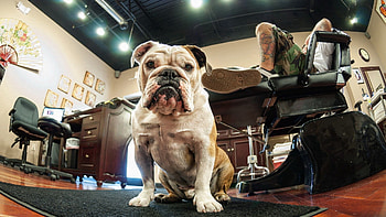 Fat, Animals, Muzzle, Thick, Room, Furniture, Bulldog HD wallpaper