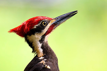 Woodpecker, pasari, bird, red, face, ciocanitoare HD wallpaper