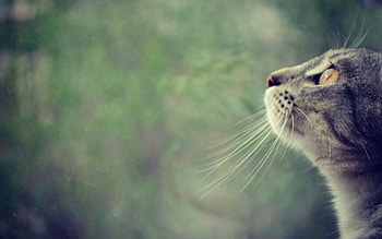 Animals, Cat, Muzzle, Profile, Watch, To Watch HD wallpaper