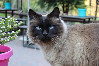 Best cat breeds, Siamese, Persian, Balinese Cat HD wallpaper