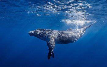 Blue whale , Largest animal, Sea creature, Oceanic wonder HD wallpaper