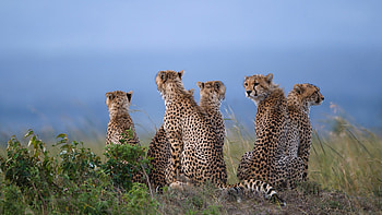 Cheetahs in savannah, Maasai Mara National Reserve, Captivating , Reserve wildlife beauty HD wallpaper