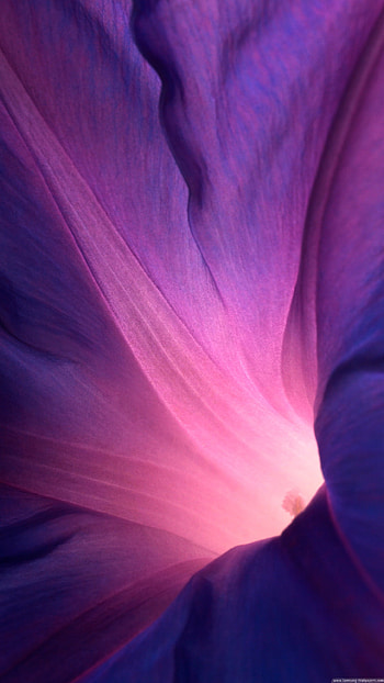 Sony Xperia Z1 Official Stock Flower Lock Screen 6 Plus HD phone wallpaper