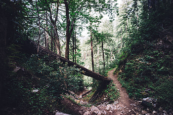 Nature, Trees, Forest, Path HD wallpaper
